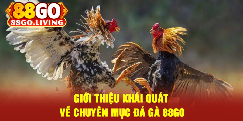Giới Thiệu Khái quát Về Chuyên Mục Đá Gà 88Go