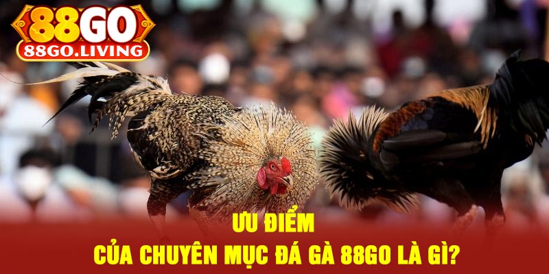 Ưu Điểm Của Chuyên Mục Đá Gà 88Go Là Gì?
